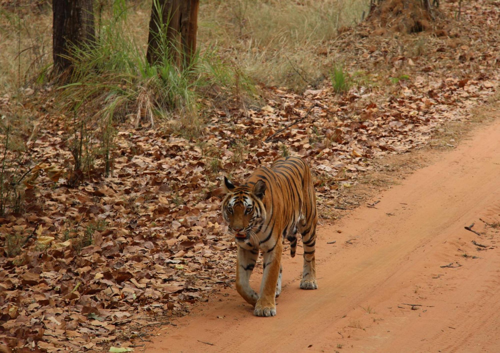 Tiger Tops Karnali Lodge Bardiya Zewnętrze zdjęcie