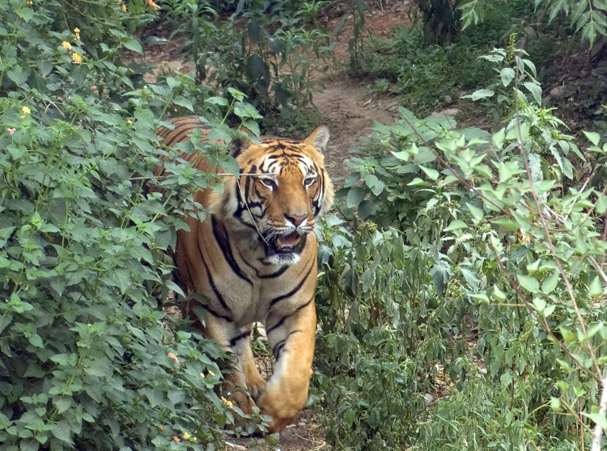 Tiger Tops Karnali Lodge Bardiya Zewnętrze zdjęcie