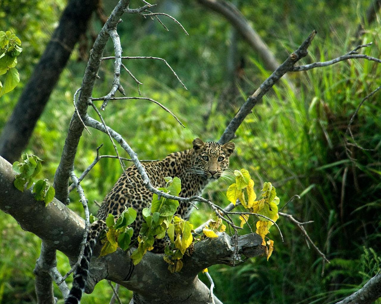 Tiger Tops Karnali Lodge Bardiya Zewnętrze zdjęcie