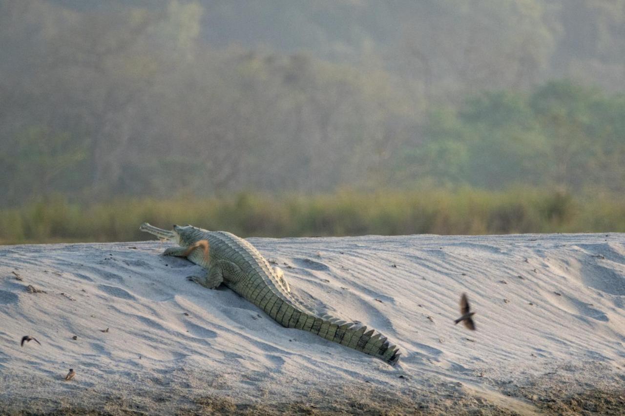 Tiger Tops Karnali Lodge Bardiya Zewnętrze zdjęcie